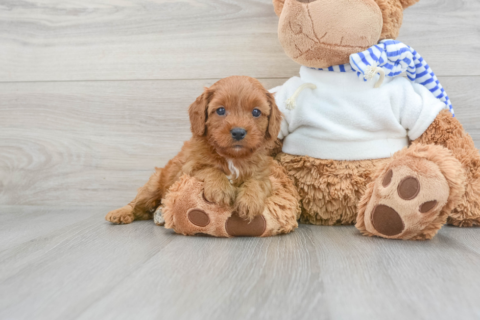 Cavapoo Pup Being Cute