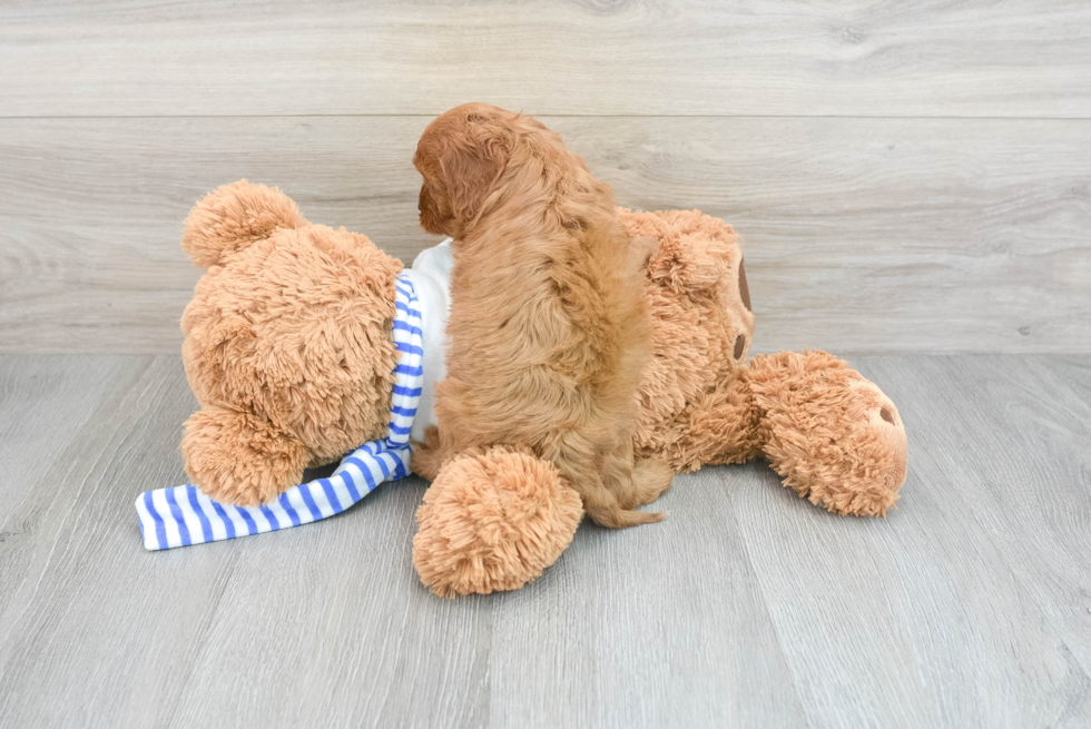 Cavapoo Puppy for Adoption