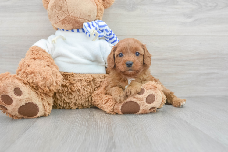 Playful Cavoodle Poodle Mix Puppy