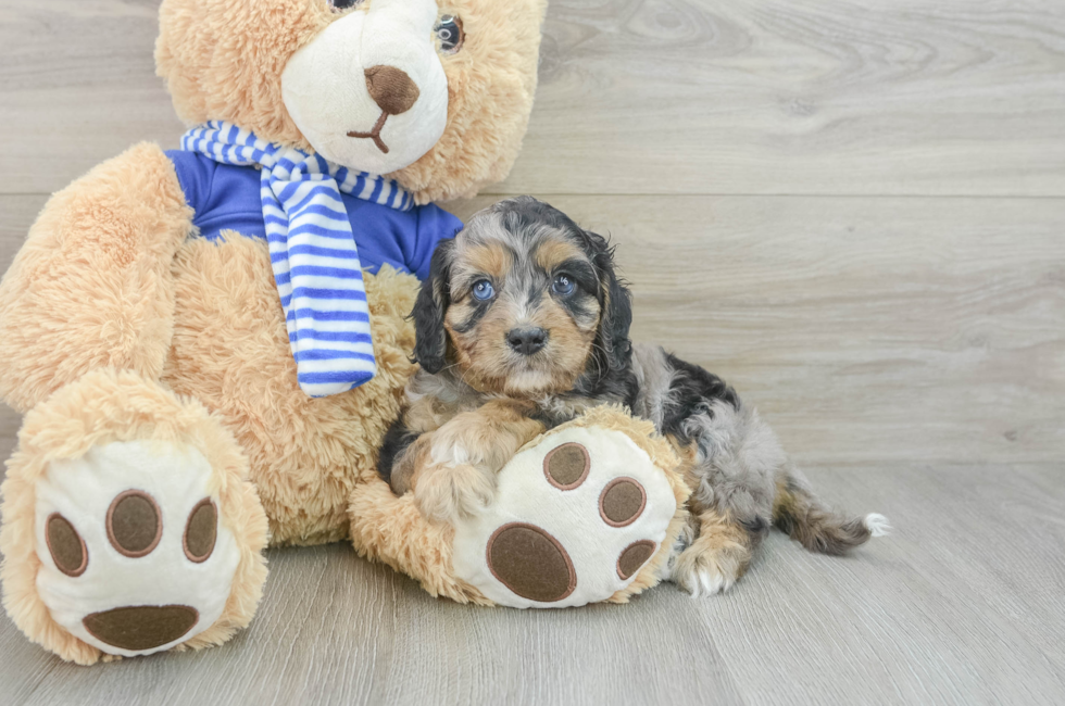 6 week old Cavapoo Puppy For Sale - Premier Pups