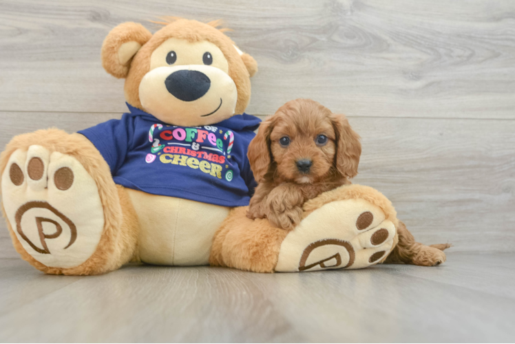 Petite Cavapoo Poodle Mix Pup