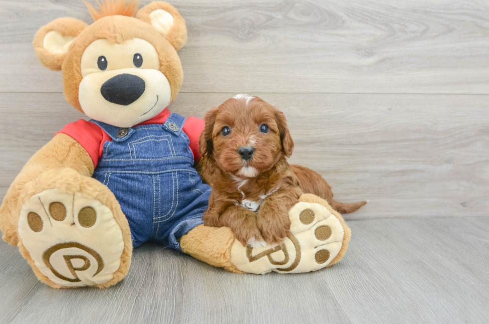 5 week old Cavapoo Puppy For Sale - Premier Pups