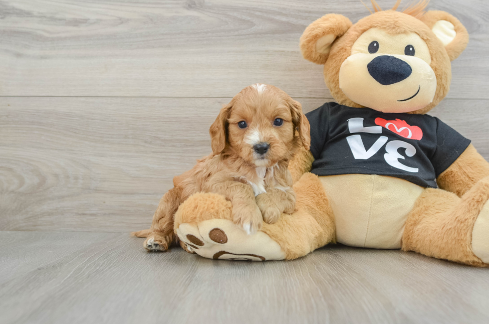 8 week old Cavapoo Puppy For Sale - Premier Pups