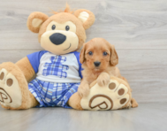 7 week old Cavapoo Puppy For Sale - Premier Pups