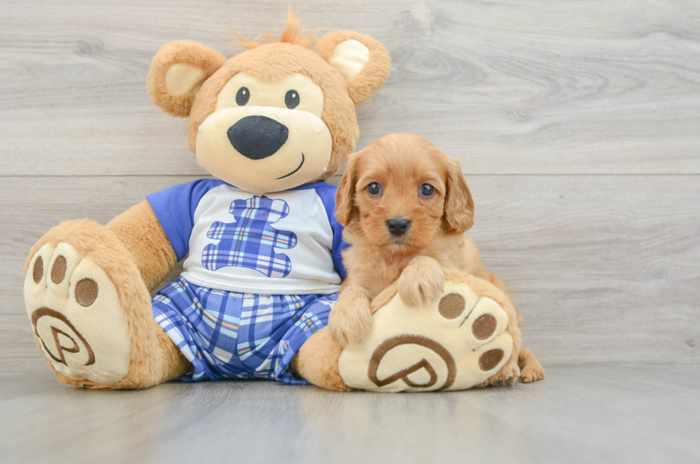7 week old Cavapoo Puppy For Sale - Premier Pups