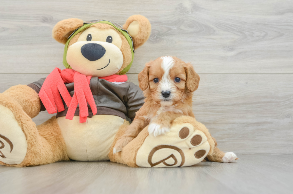 5 week old Cavapoo Puppy For Sale - Premier Pups