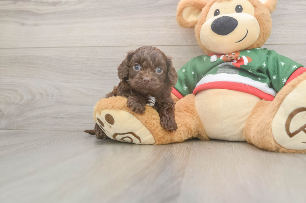 5 week old Cavapoo Puppy For Sale - Premier Pups