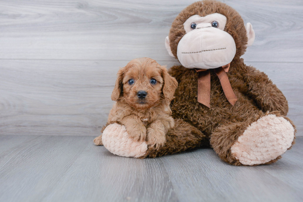 Best Cavapoo Baby