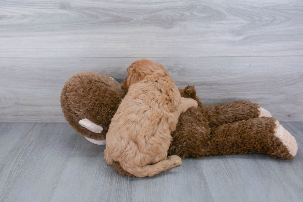 Playful Cavoodle Poodle Mix Puppy