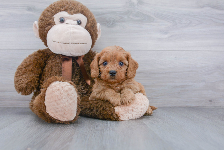 Adorable Cavoodle Poodle Mix Puppy