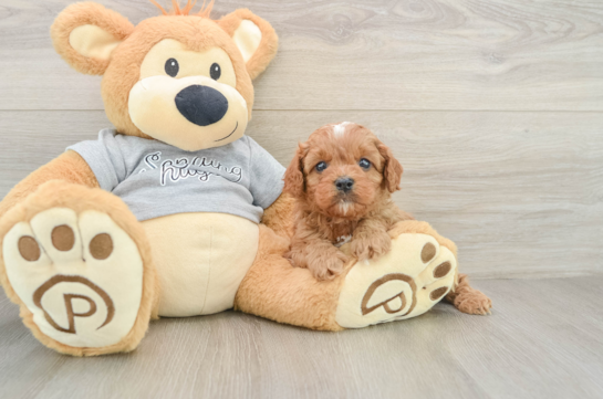 Cavapoo Pup Being Cute