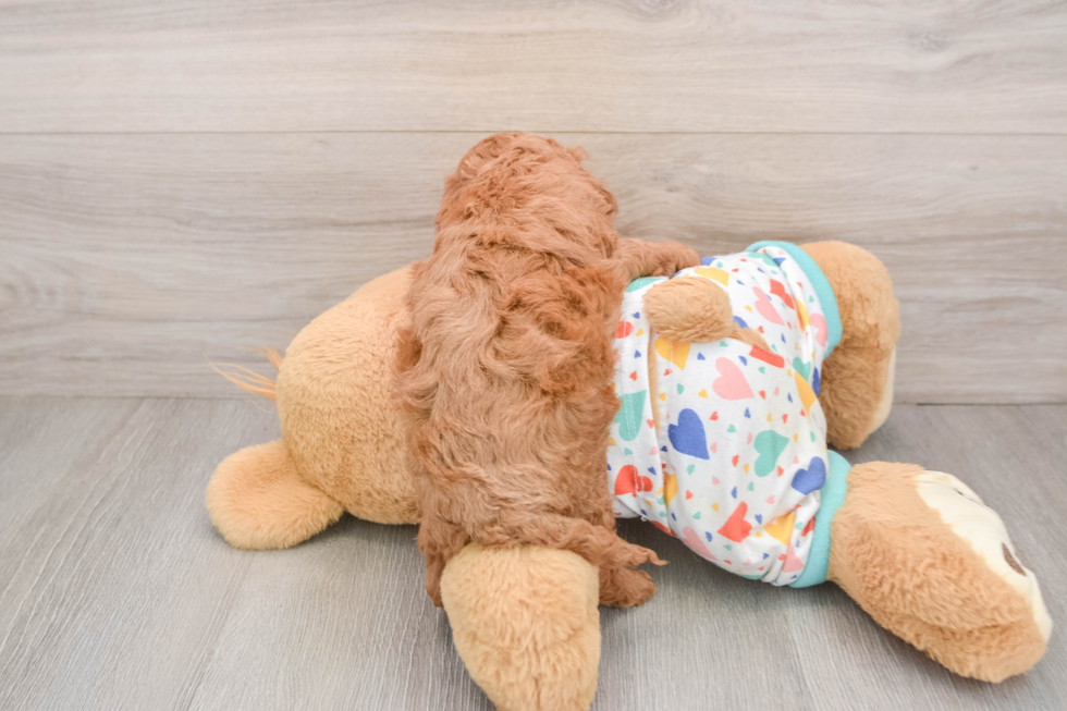 Cavapoo Puppy for Adoption