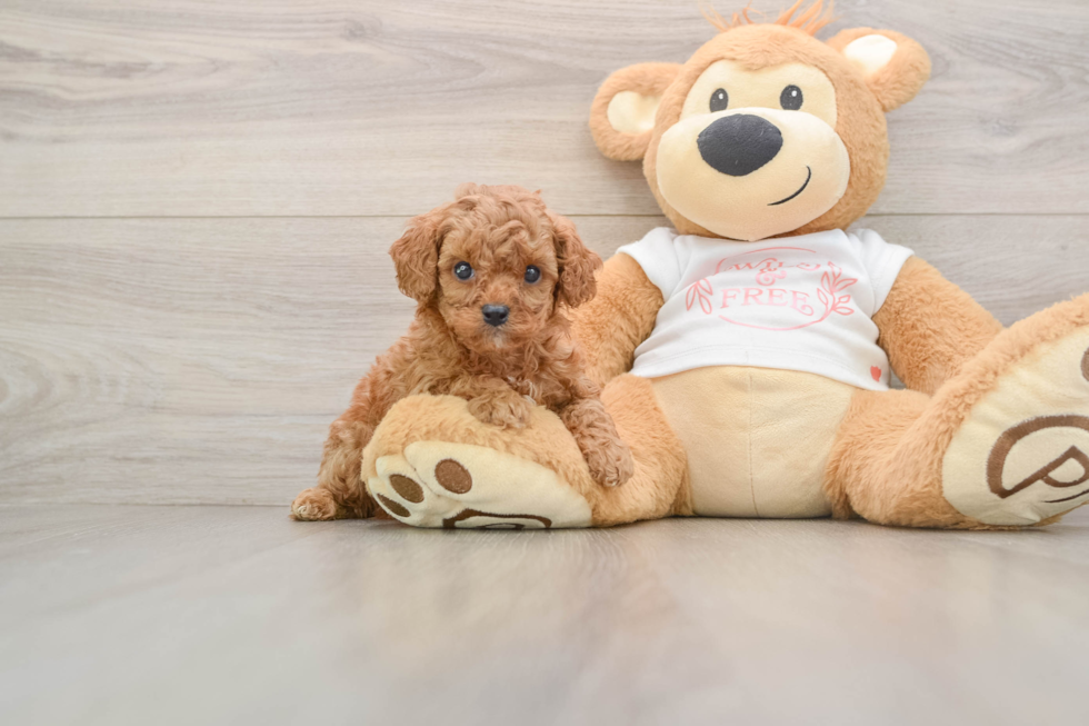 Best Cavapoo Baby