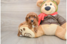 Hypoallergenic Cavadoodle Poodle Mix Puppy
