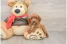 Funny Cavapoo Poodle Mix Pup