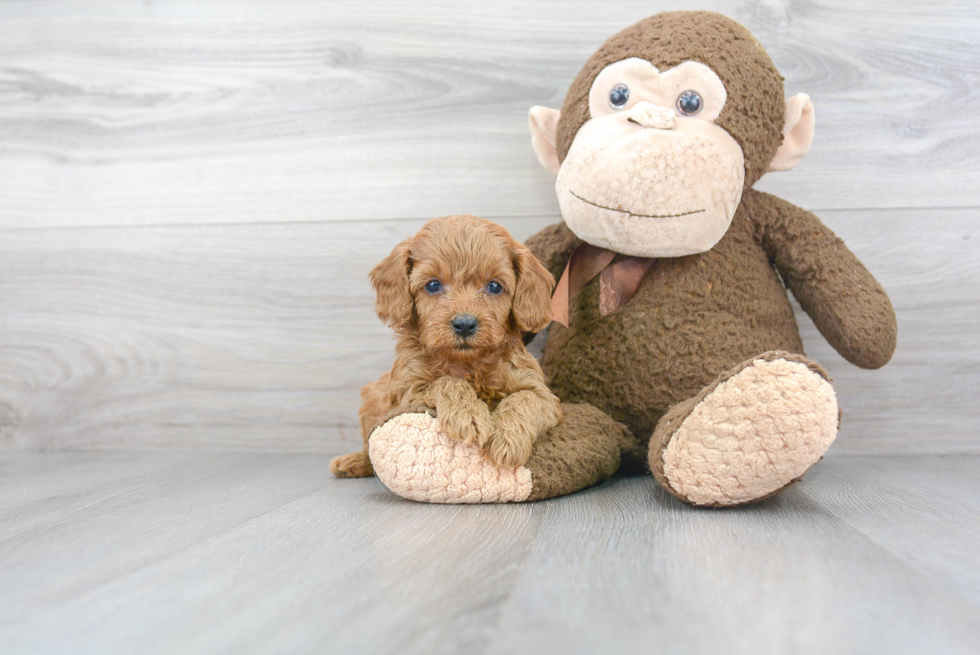 Energetic Cavoodle Poodle Mix Puppy