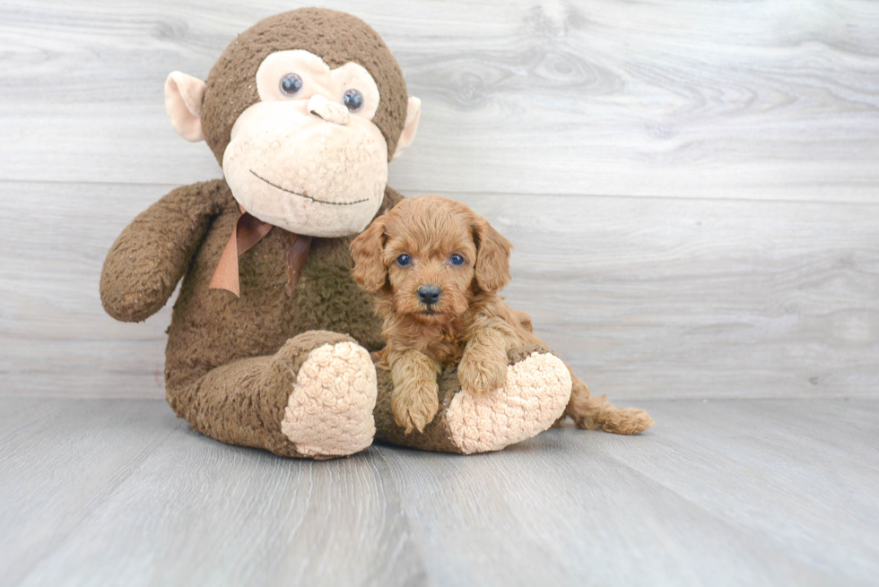 Hypoallergenic Cavoodle Poodle Mix Puppy