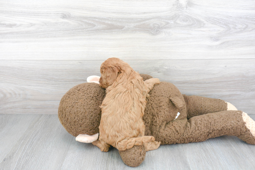 Cavapoo Pup Being Cute