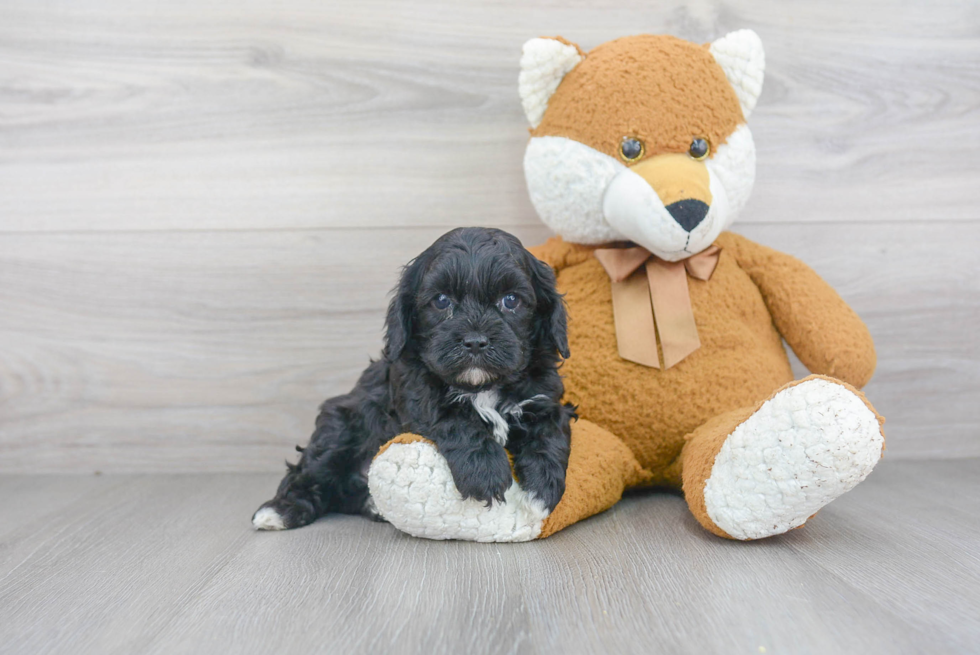 Sweet Cavapoo Baby