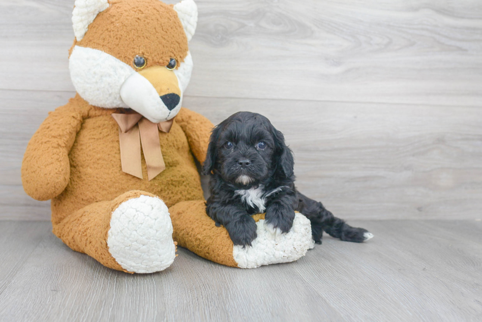 Best Cavapoo Baby