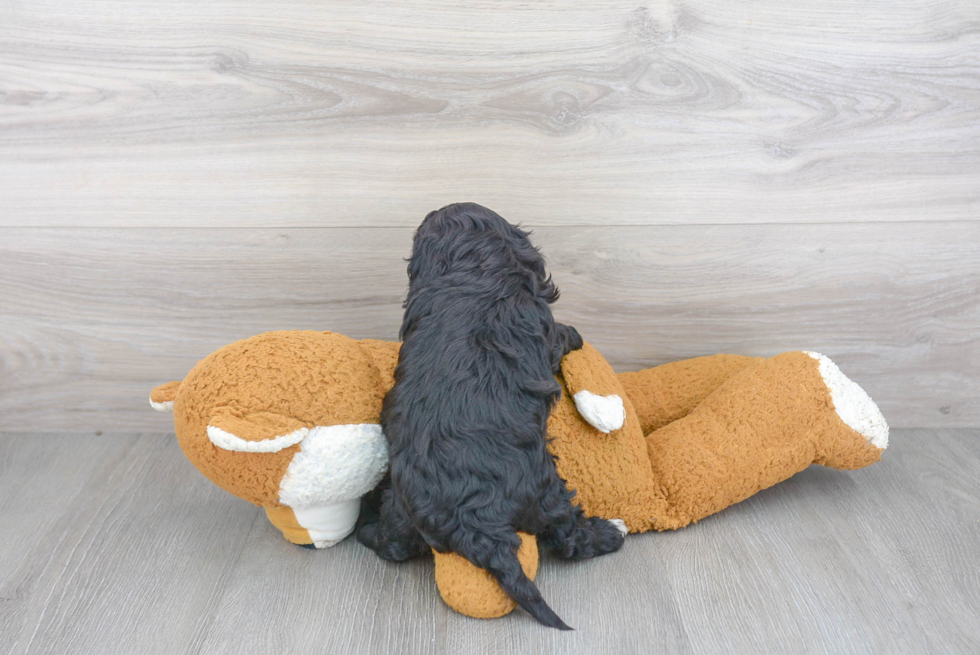 Playful Cavoodle Poodle Mix Puppy