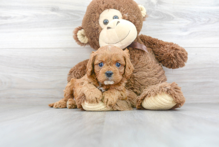 Cavapoo Pup Being Cute