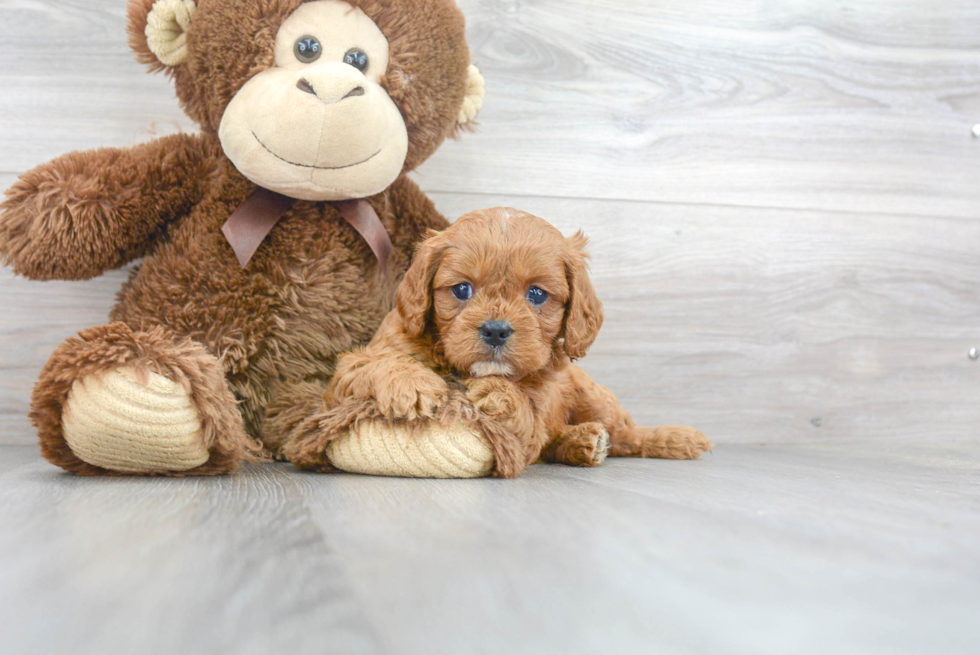 Cavapoo Pup Being Cute