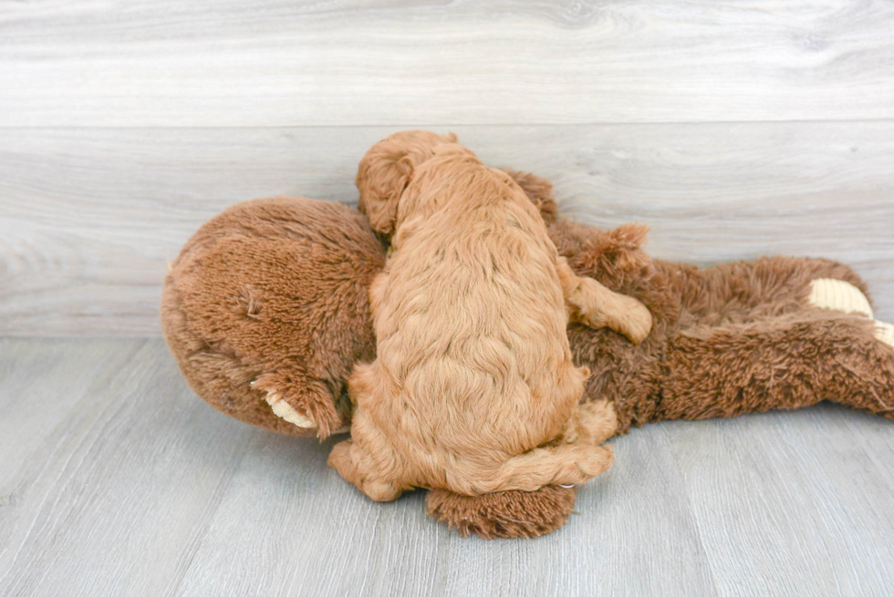 Small Cavapoo Baby