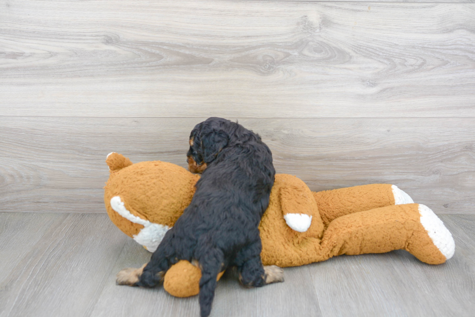 Cavapoo Pup Being Cute