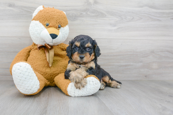 Best Cavapoo Baby