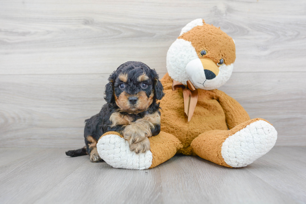 Cavapoo Puppy for Adoption