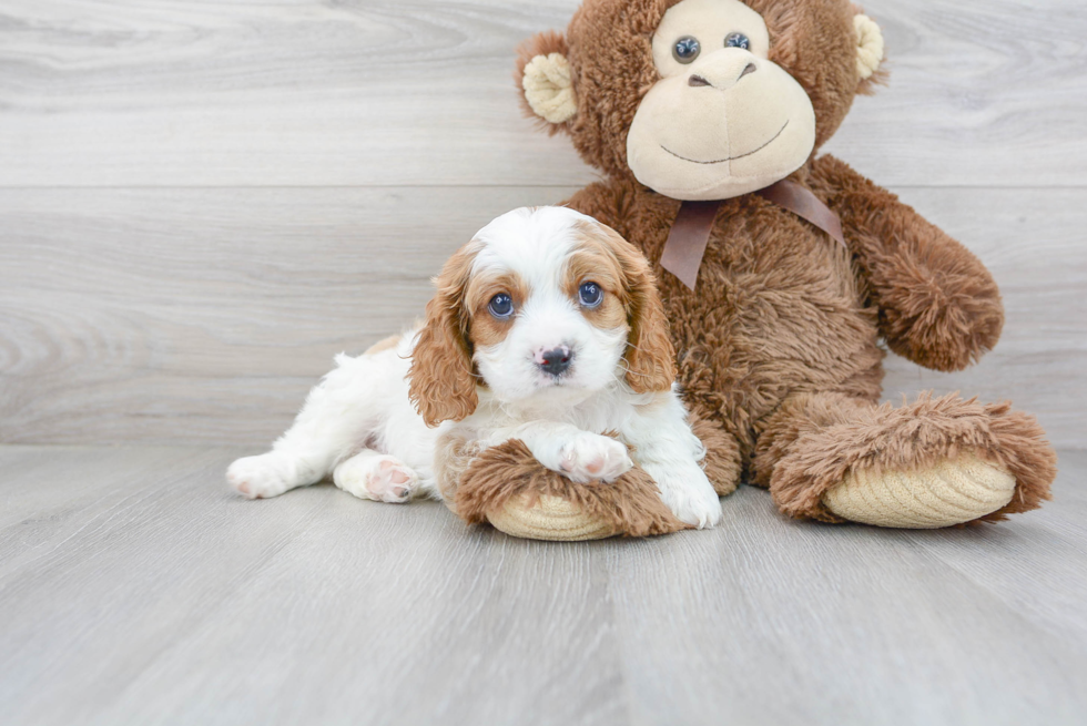 Sweet Cavapoo Baby