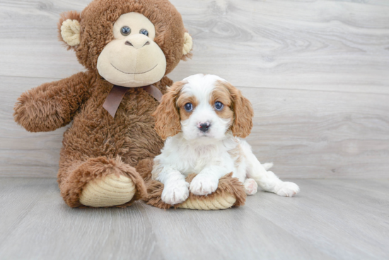 Hypoallergenic Cavoodle Poodle Mix Puppy