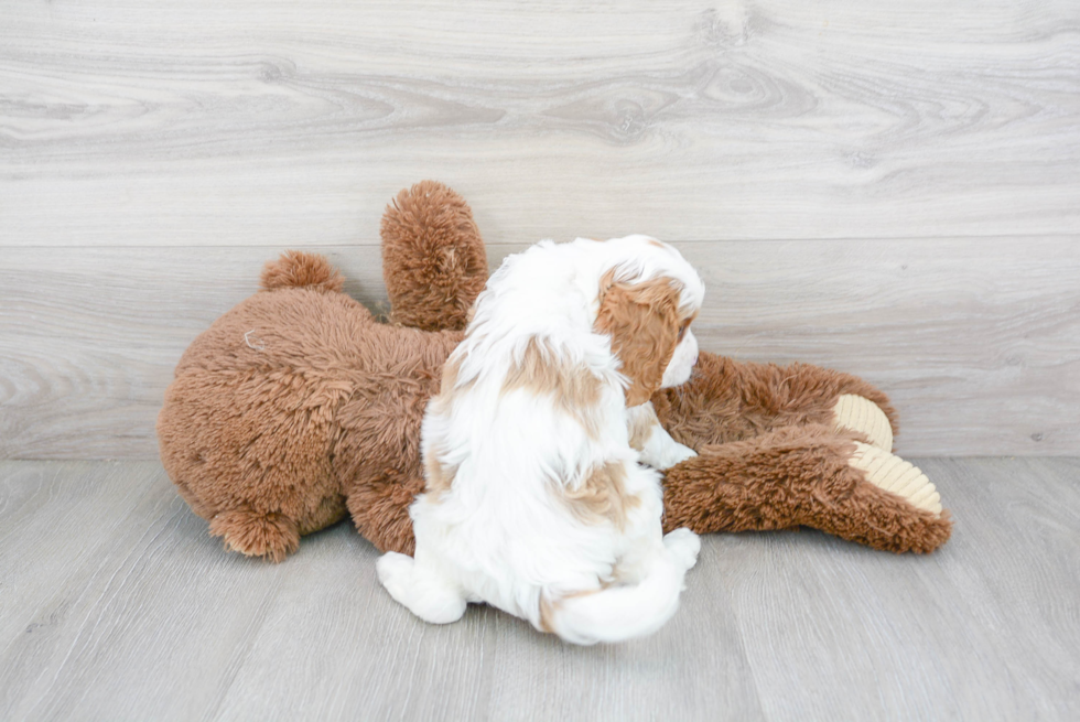 Cavapoo Pup Being Cute