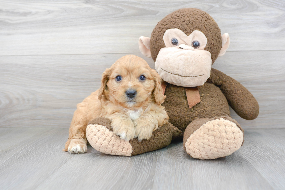 Smart Cavapoo Poodle Mix Pup