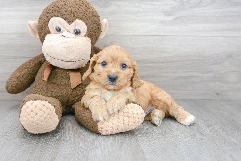 Friendly Cavapoo Baby