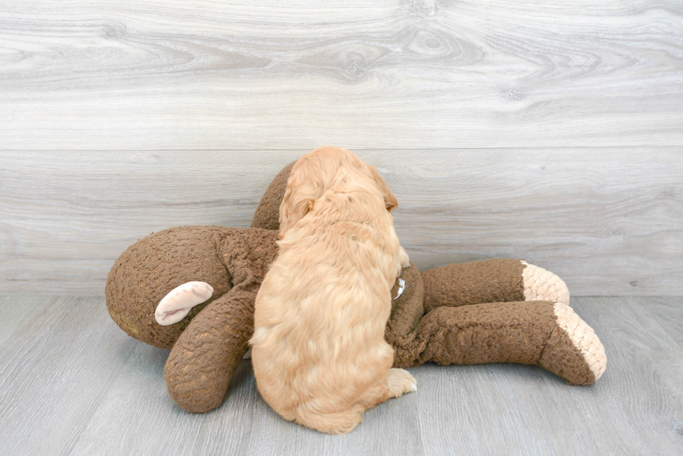 Playful Cavoodle Poodle Mix Puppy