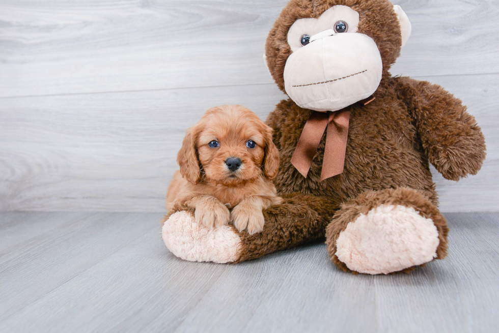 Best Cavapoo Baby