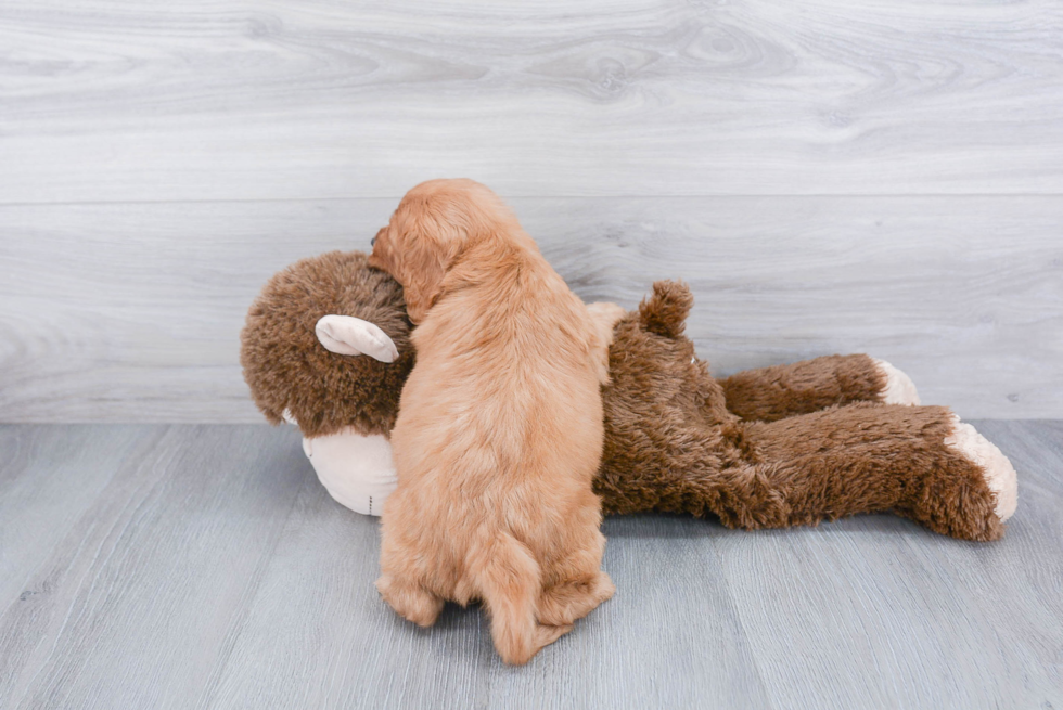 Smart Cavapoo Poodle Mix Pup