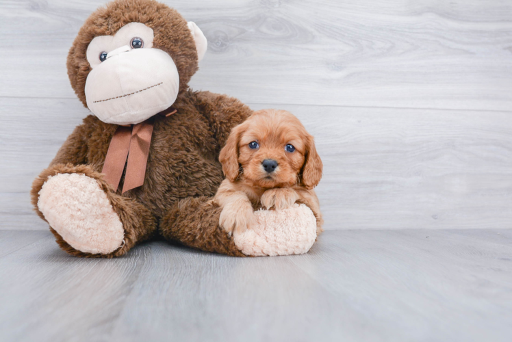 Funny Cavapoo Poodle Mix Pup