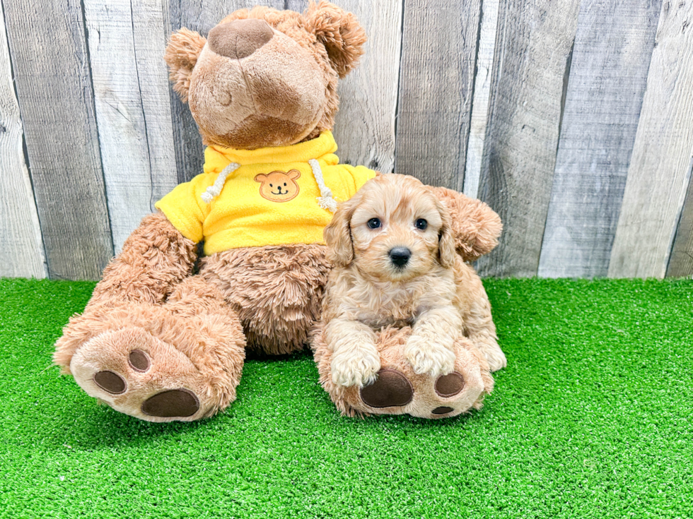 Cavapoo Pup Being Cute