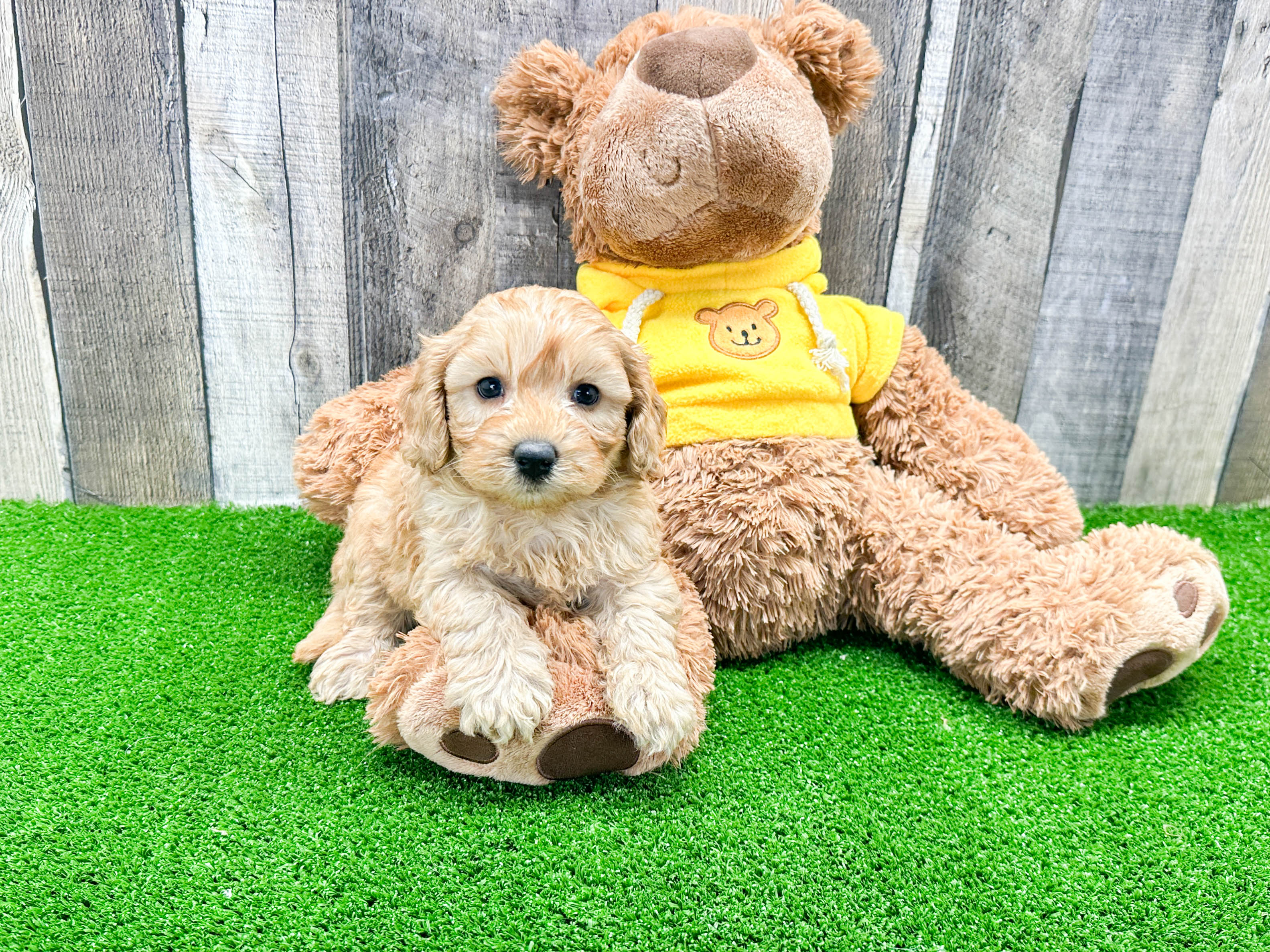 Smart Cavapoo Poodle Mix Pup