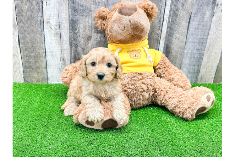 Smart Cavapoo Poodle Mix Pup