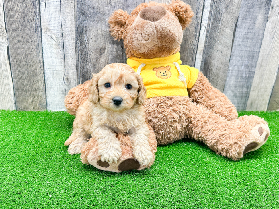 Smart Cavapoo Poodle Mix Pup