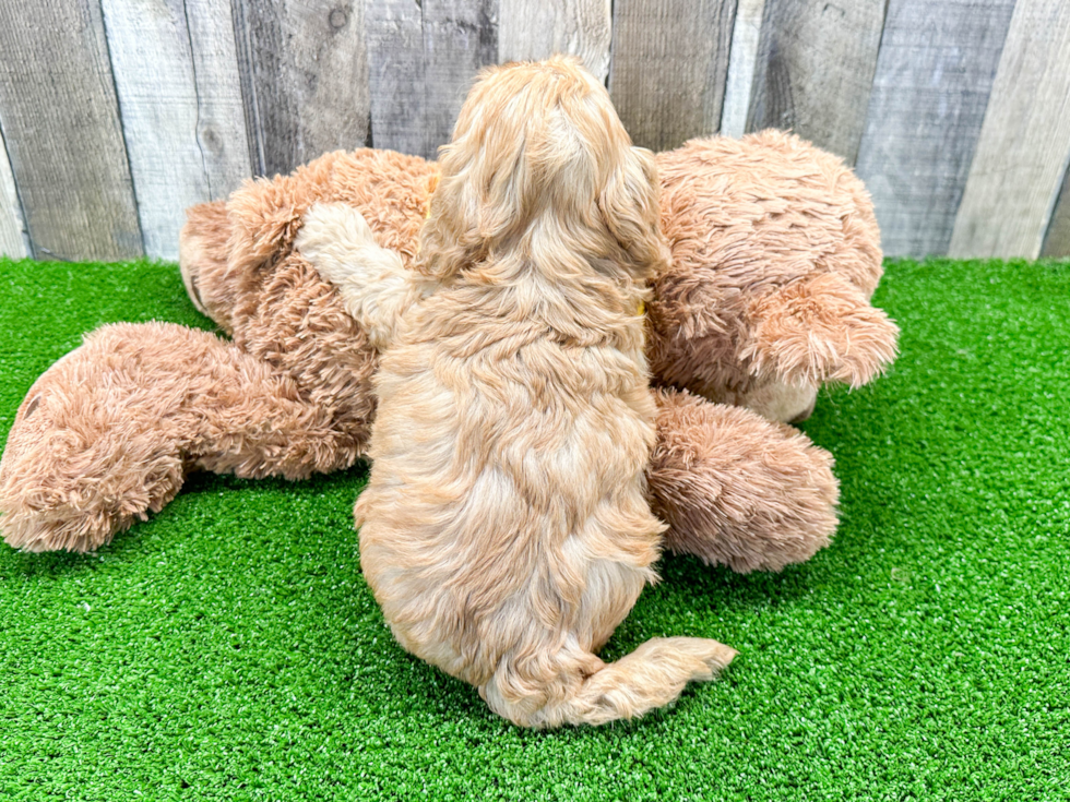 Best Cavapoo Baby