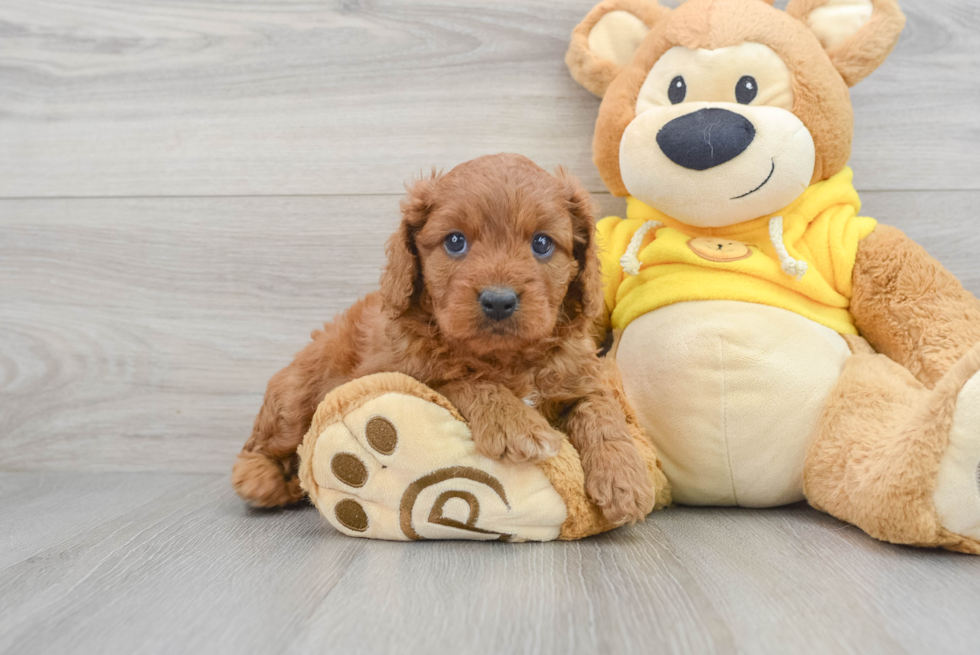 Playful Cavoodle Poodle Mix Puppy