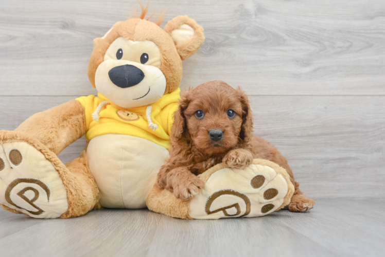 Cavapoo Pup Being Cute