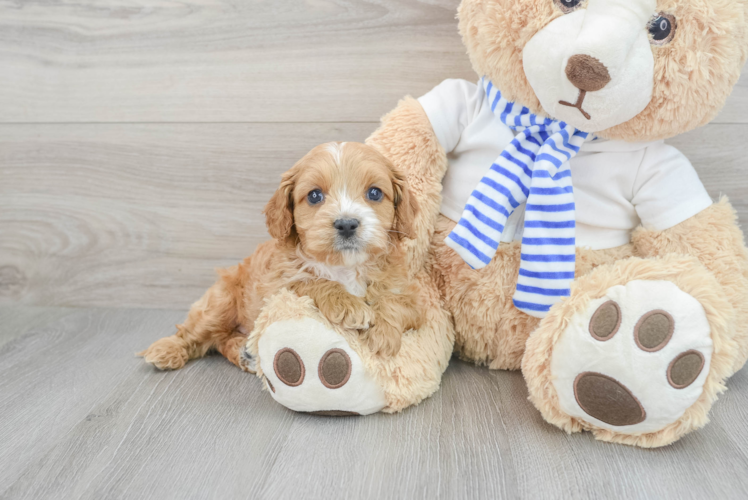Funny Cavapoo Poodle Mix Pup