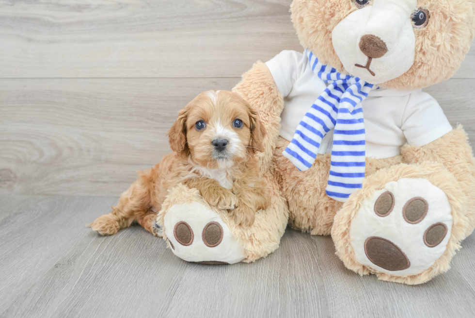 Funny Cavapoo Poodle Mix Pup