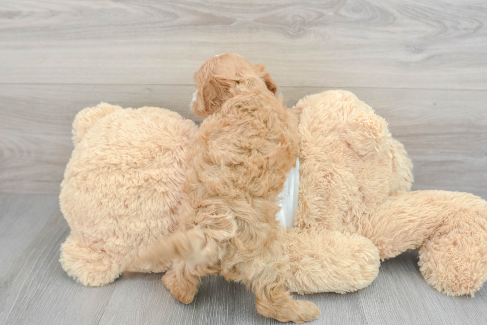 Cavapoo Pup Being Cute